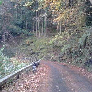 Vyrnwy autumn