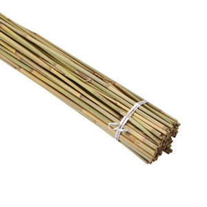 Bamboo cane