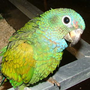 Perrot