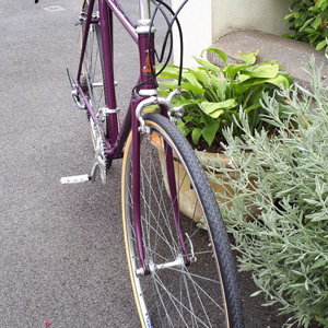 Purple raleigh 5