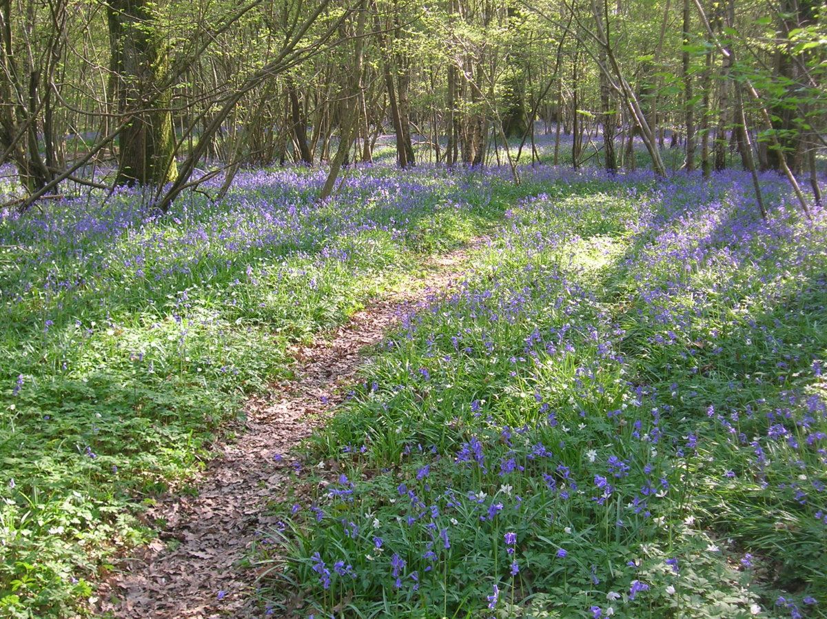 190421 Bluebells.JPG