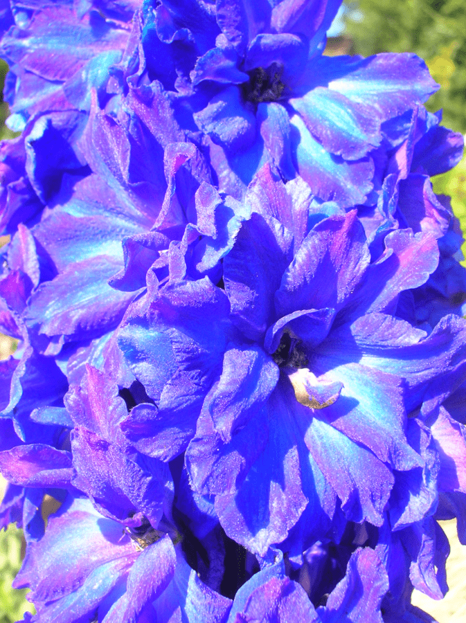 190827 Delphinium.png