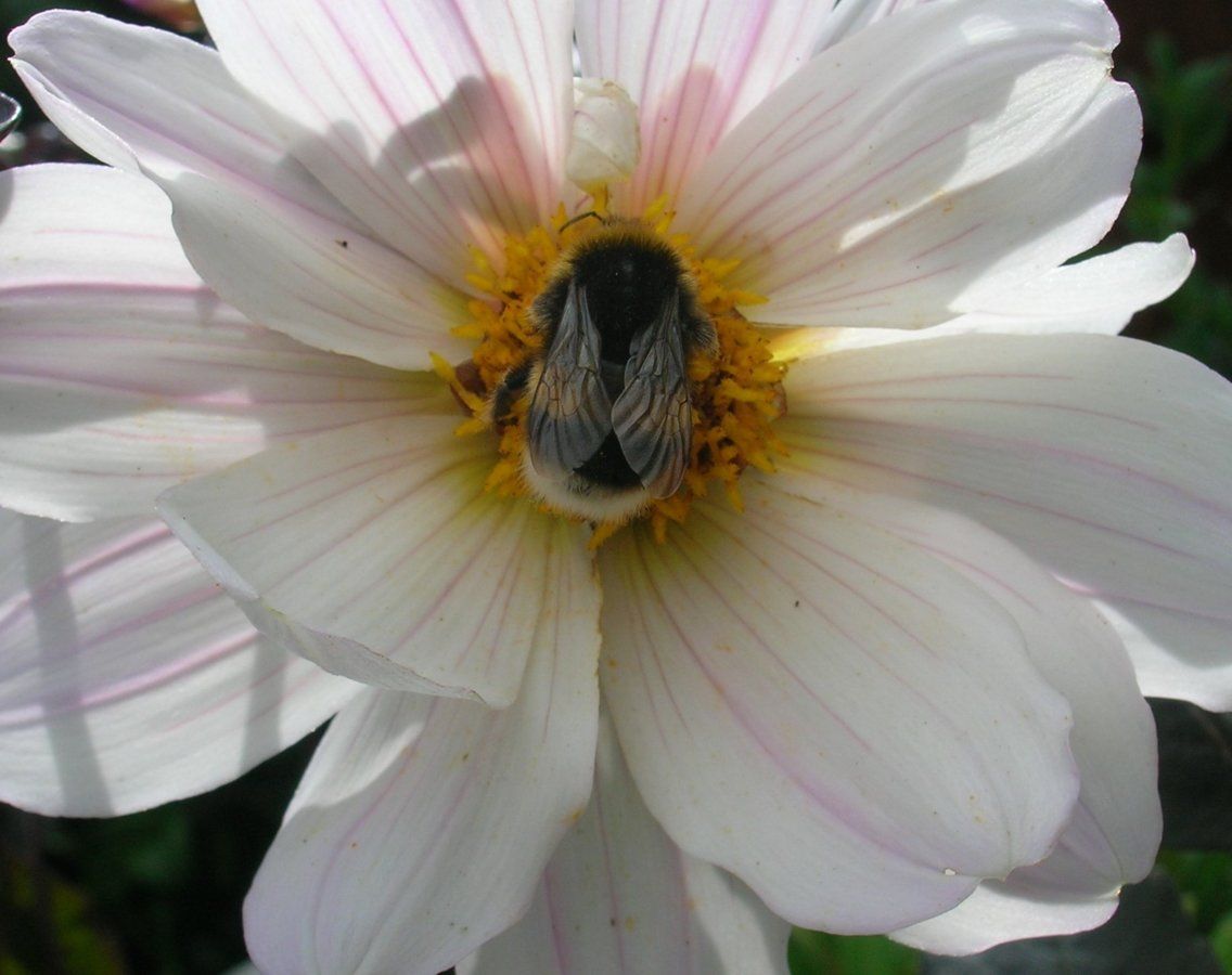 200728 Dahlia white.JPG