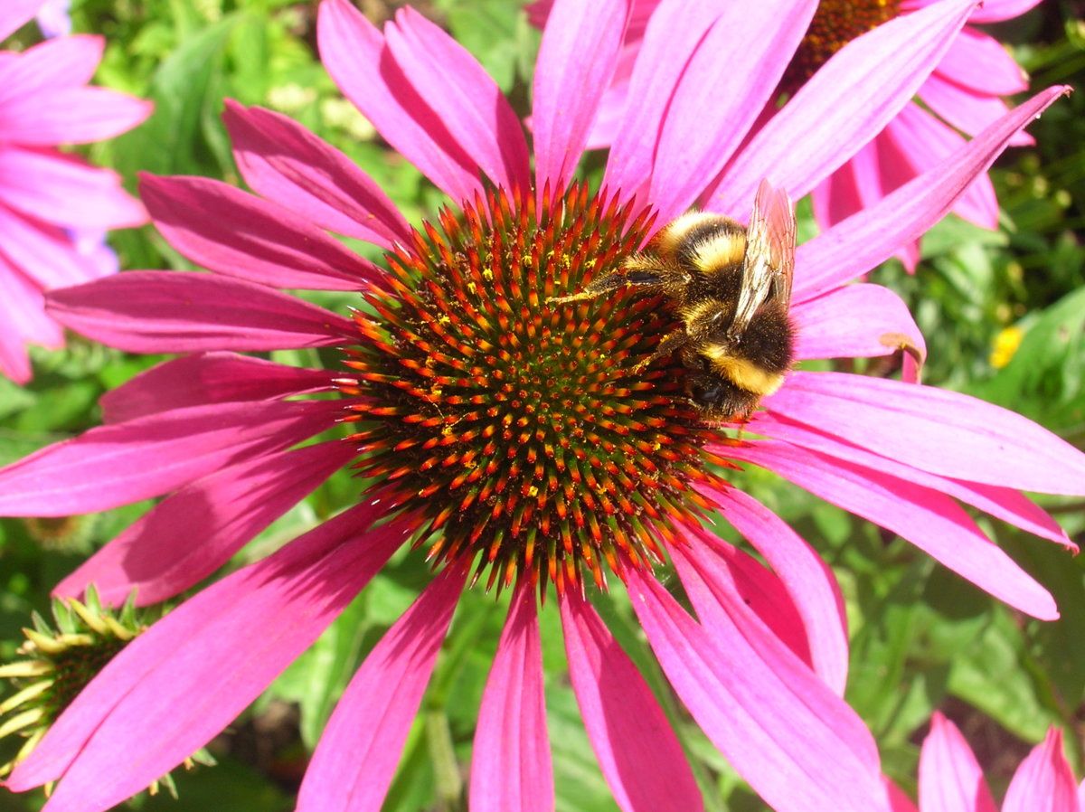 200728 Echinacea.JPG