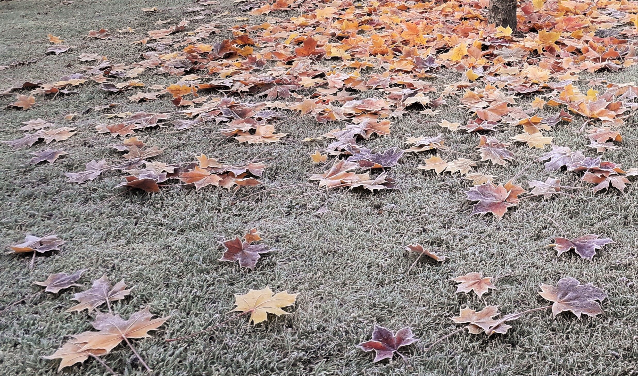 221208 Frosty Leaves.jpg