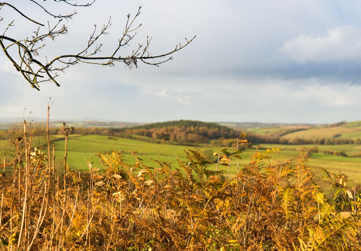 Autumn fern