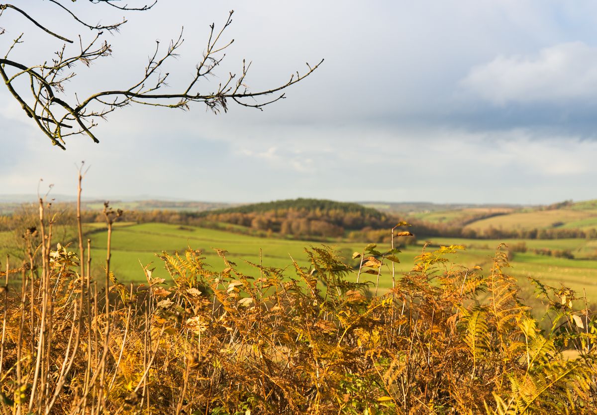 Autumn fern