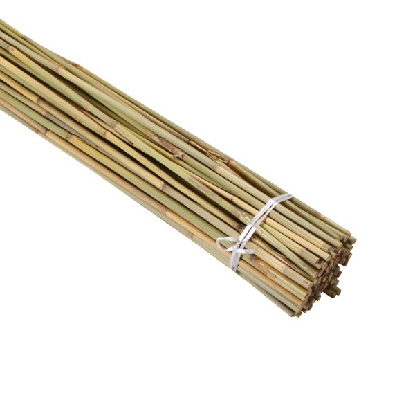Bamboo cane