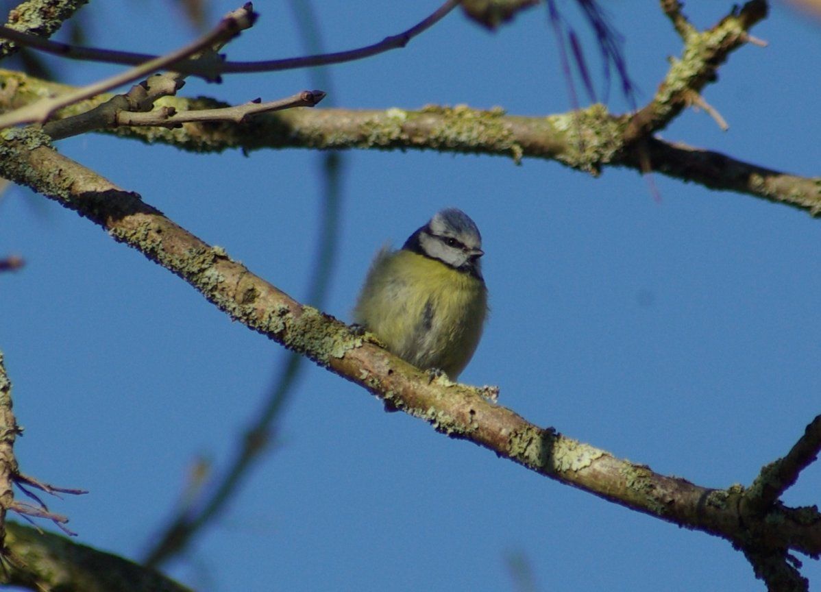 Blue Tit