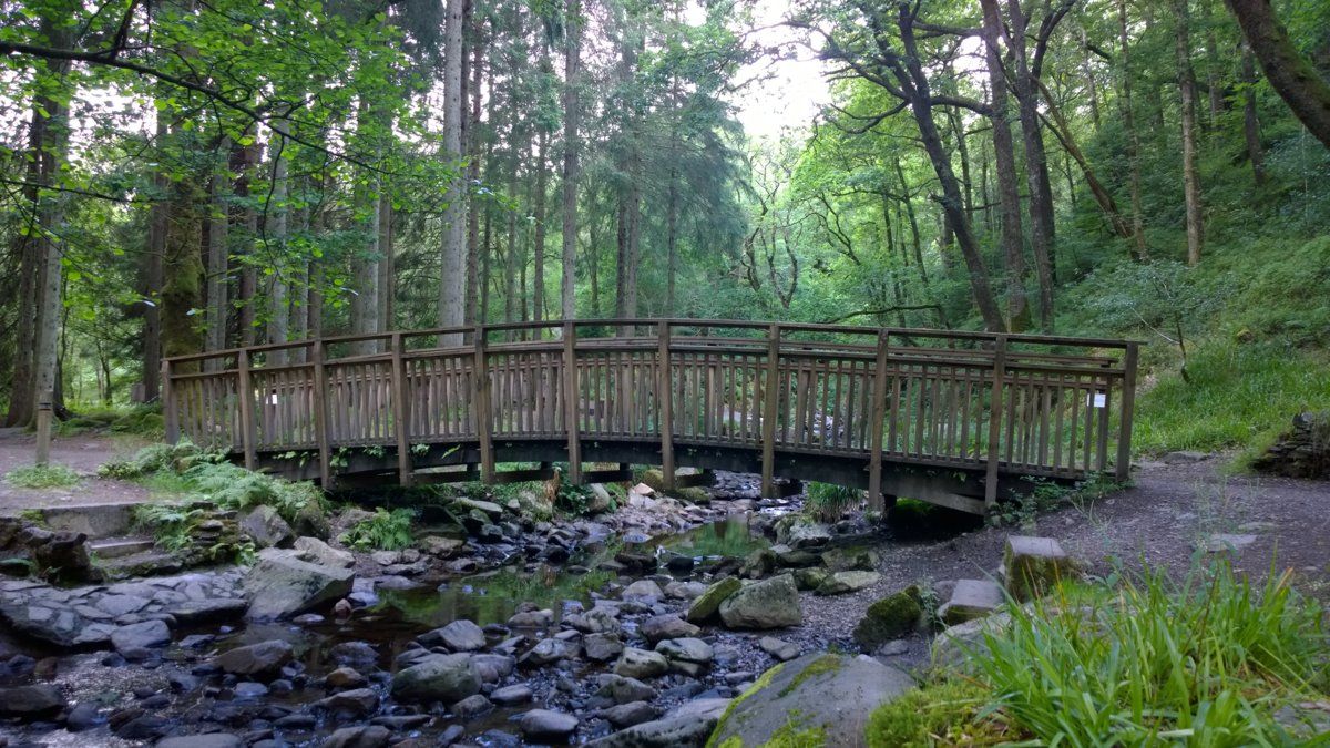 bridge on forest drive