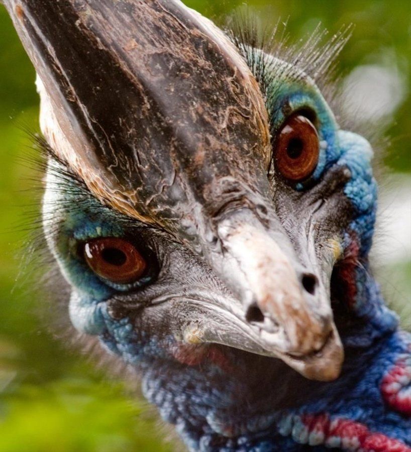 cassowary