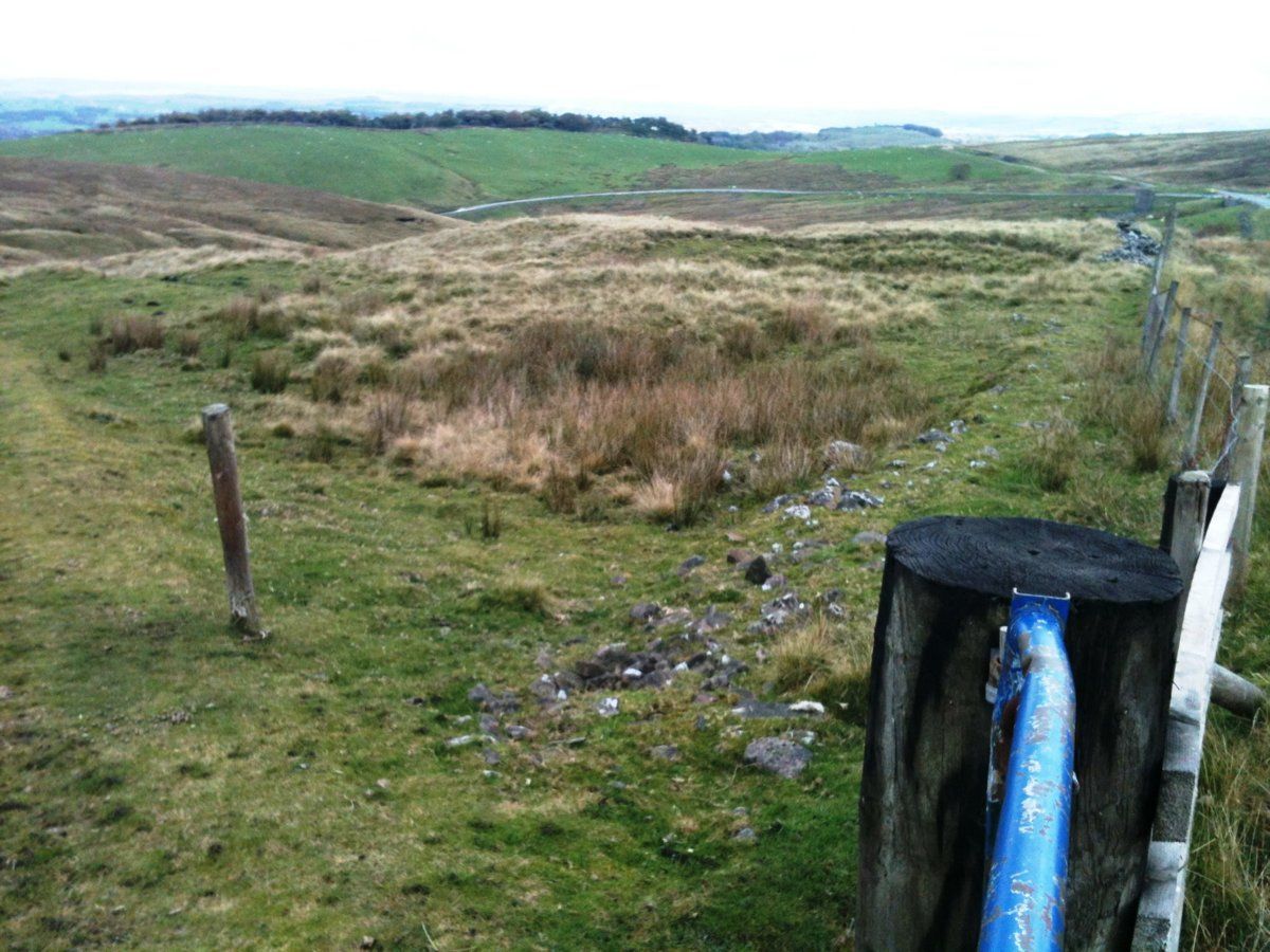 Cat and Fiddle