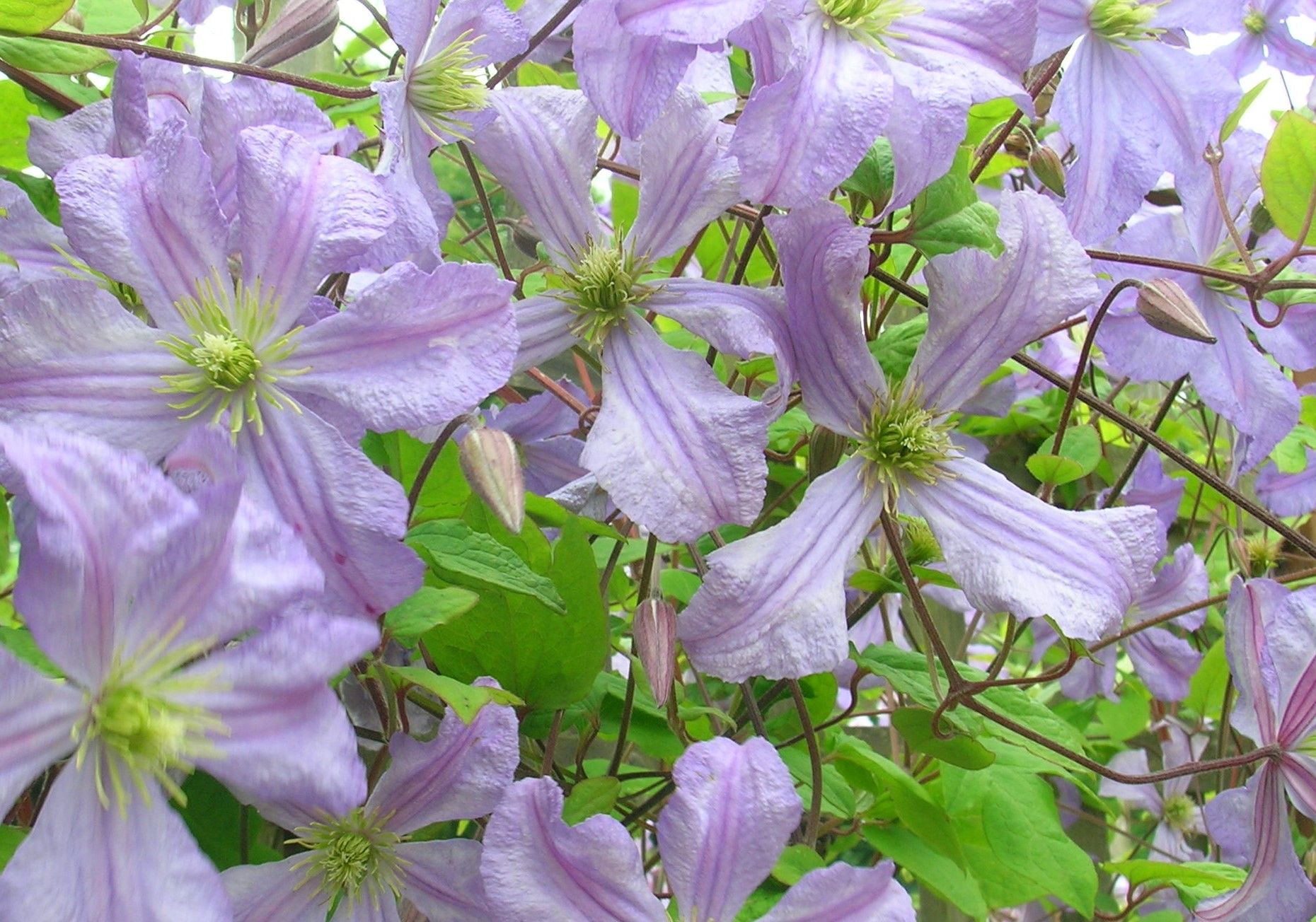 Clematis 220624 (nk).JPG