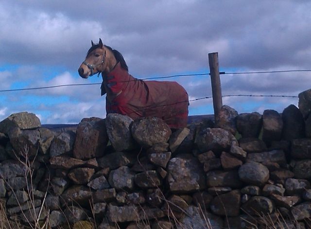 Country horse (640x471).jpg