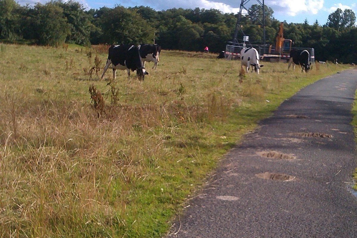 cows on path.jpg