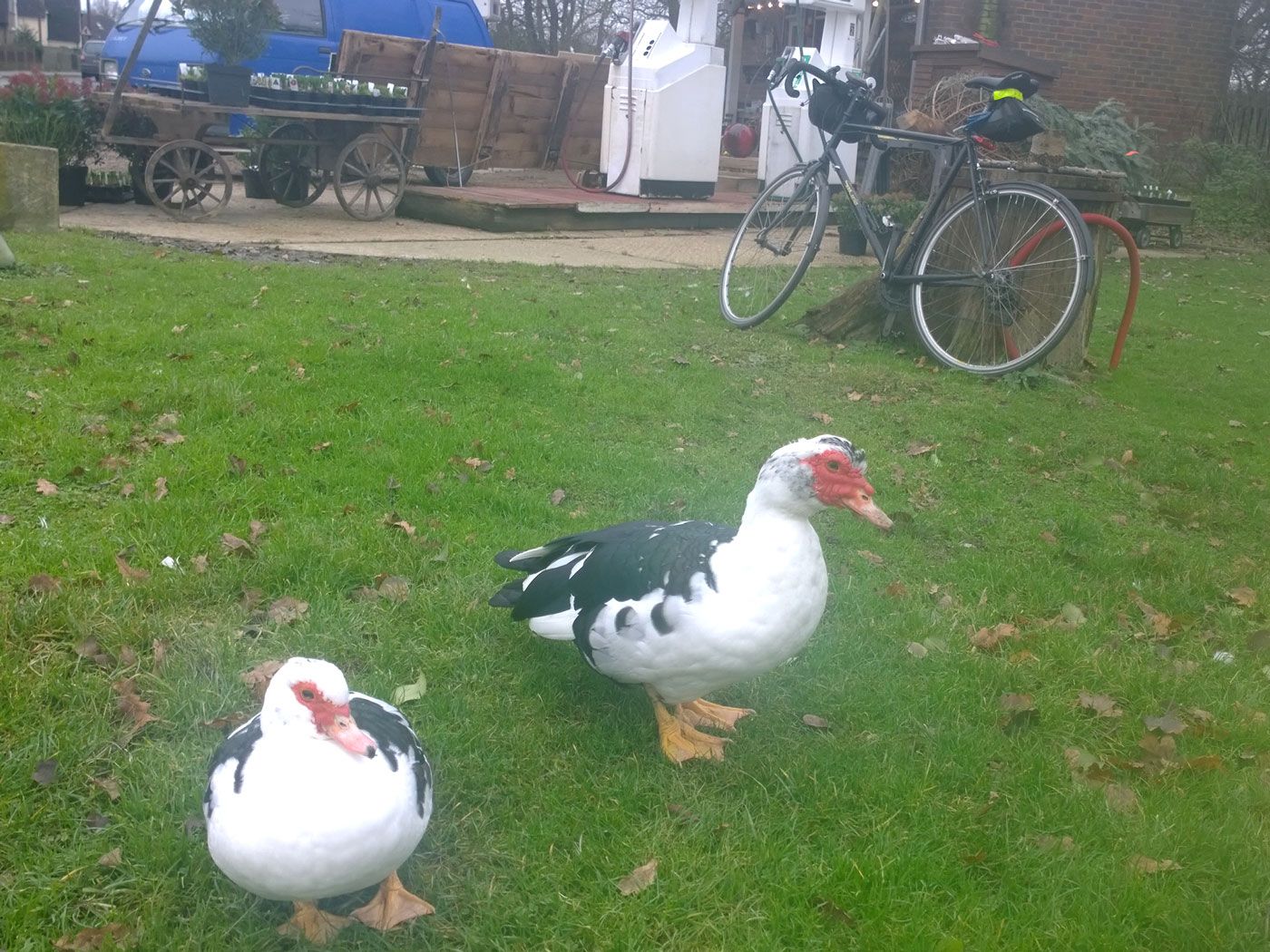 Ducks at Four Elms