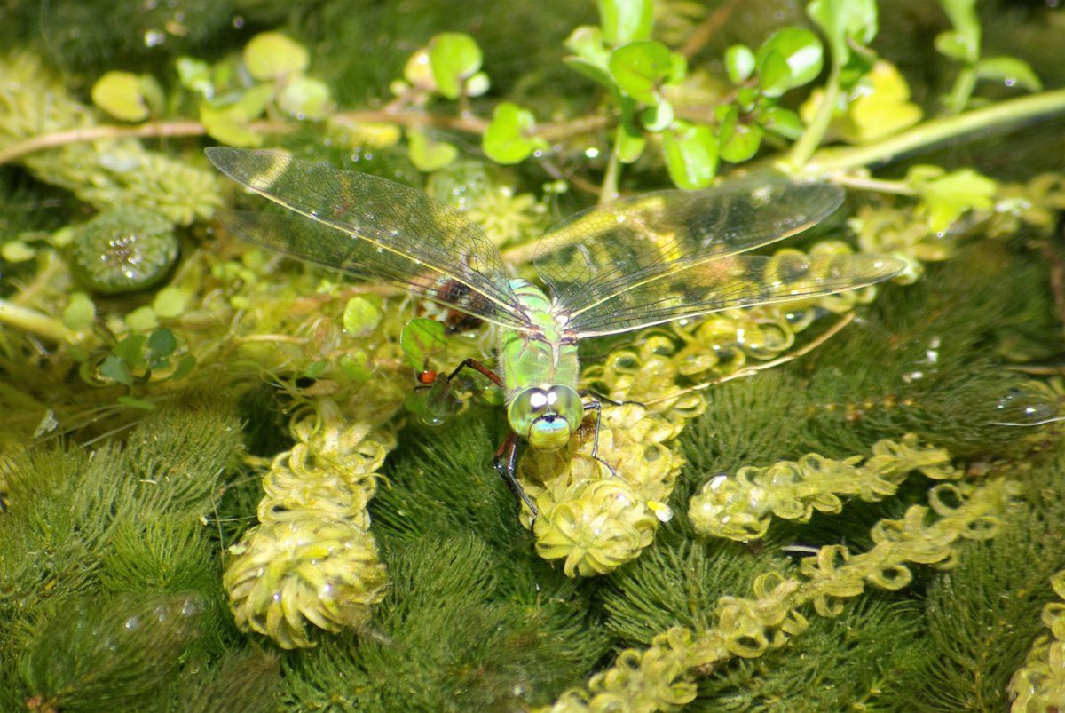 Female Emperor Dragonfly