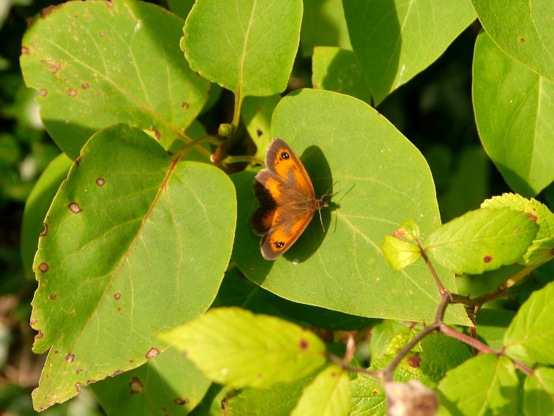 Gatekeeper butterfly