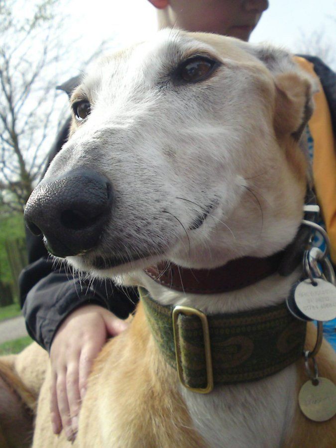 Handsome Hound