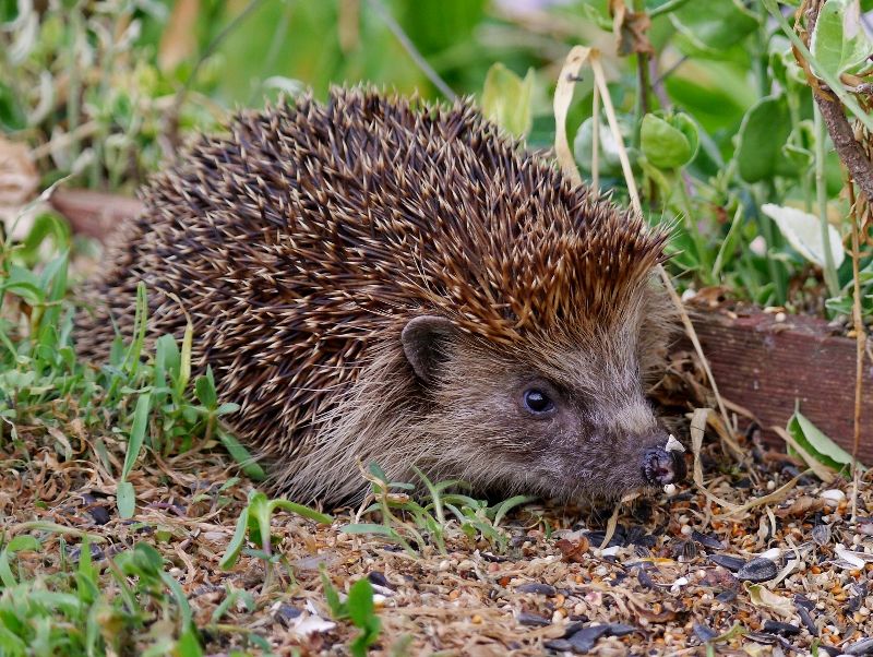 Hedgehog in the garden