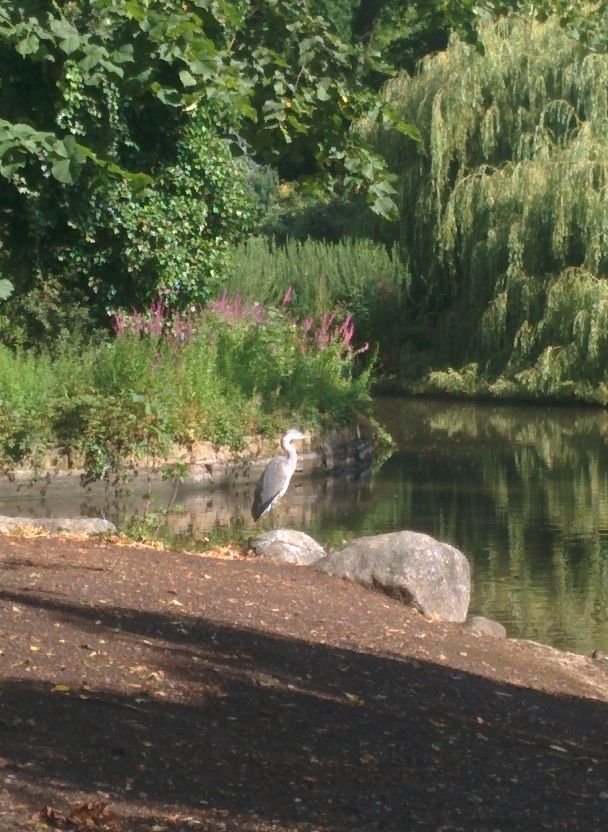 Heron