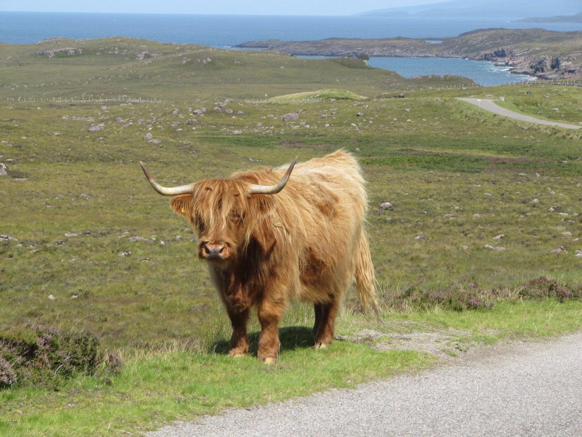 Highland cattle north of Applecross