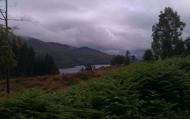 Invertrossachs2 (640x403).jpg