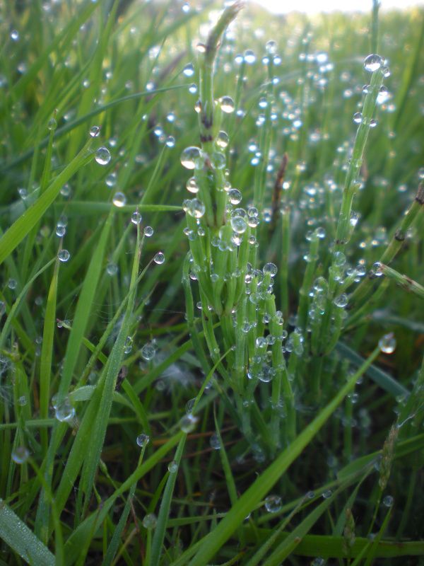 Morning dew