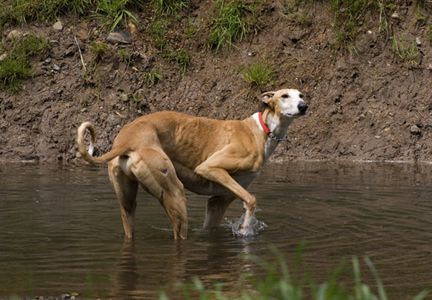 Paddling