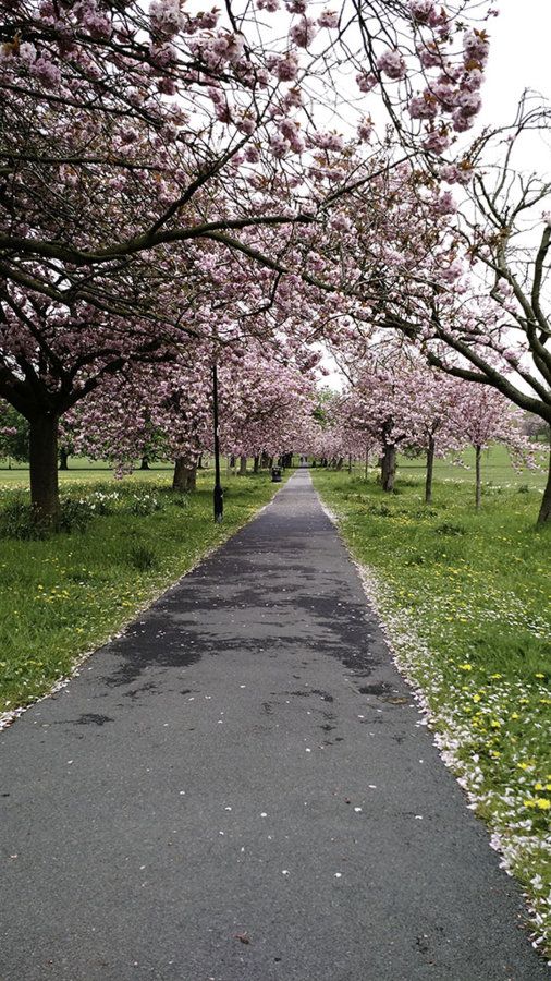 Path across the stray in Harrogate