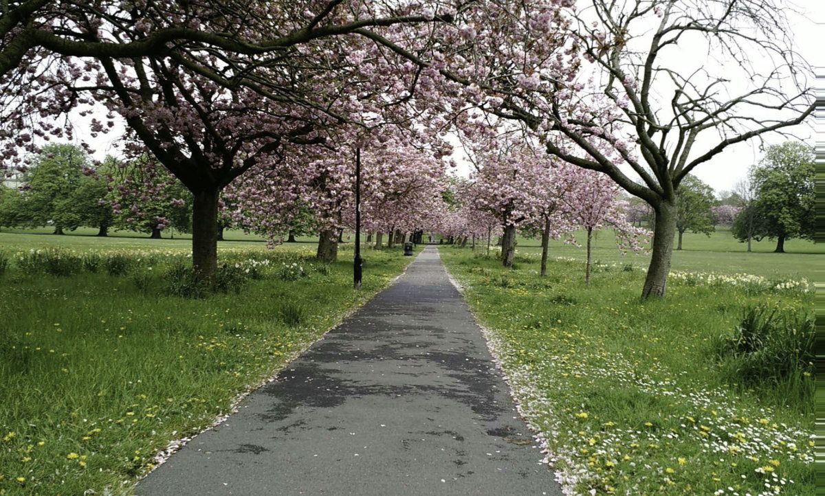 Path across the stray in Harrogate
