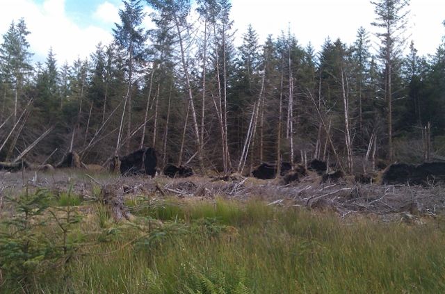 Path to Aberfoyle2 (640x423).jpg