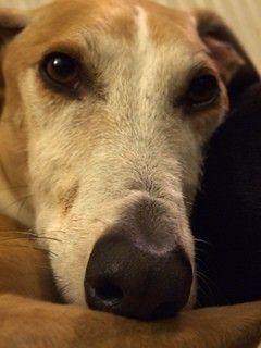 Pensive Galgo