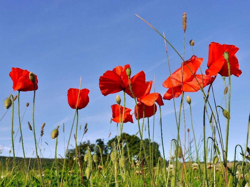 Poppies