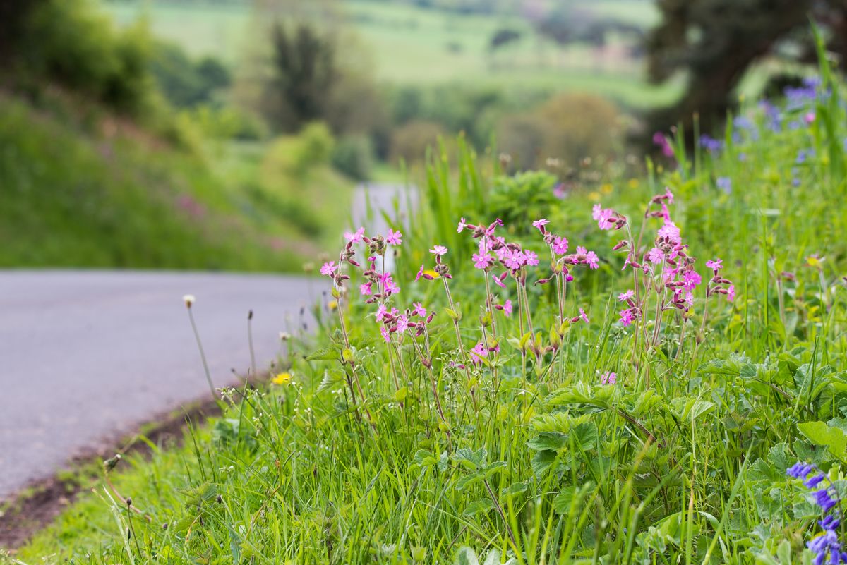 Ragged Robin