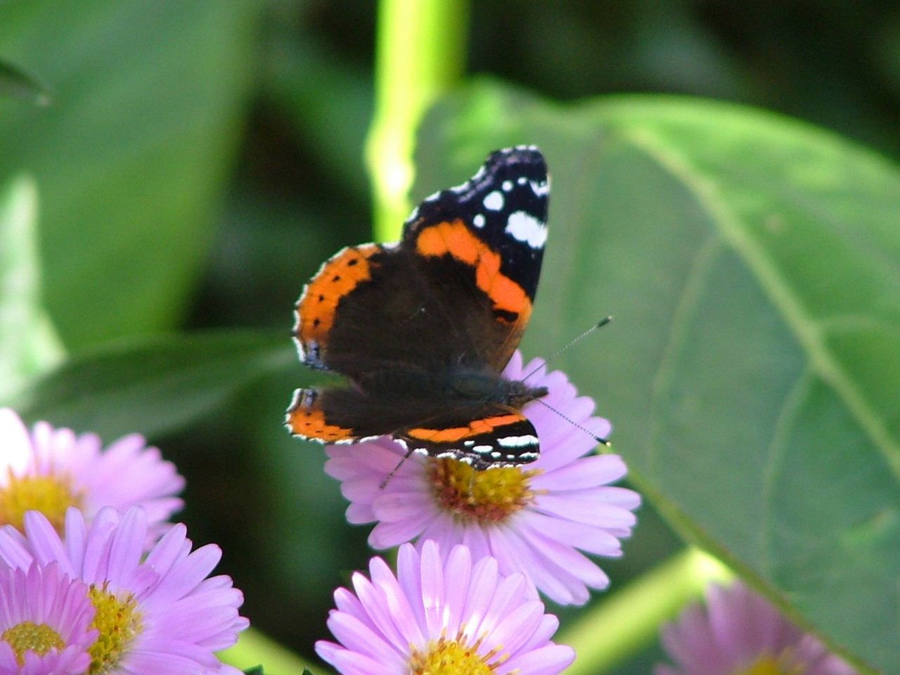Red Admiral Butterfly 3.JPeG
