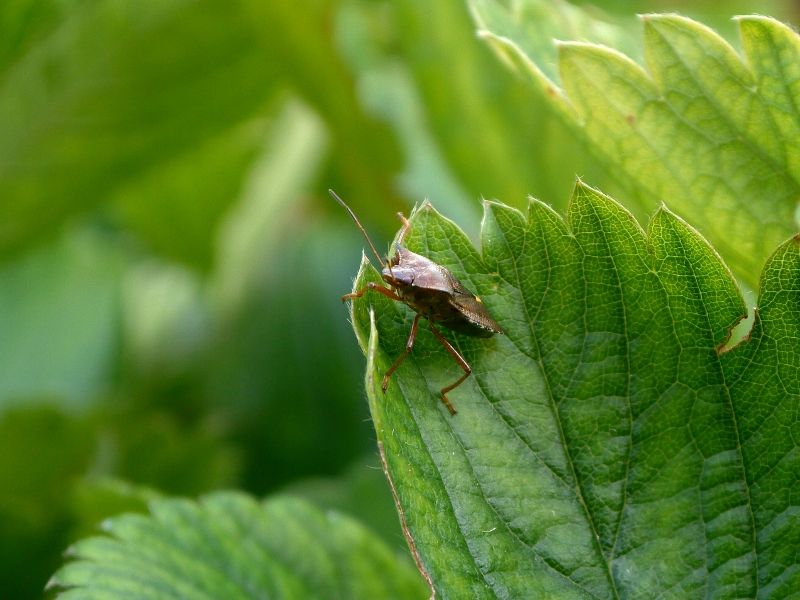 Shield bug