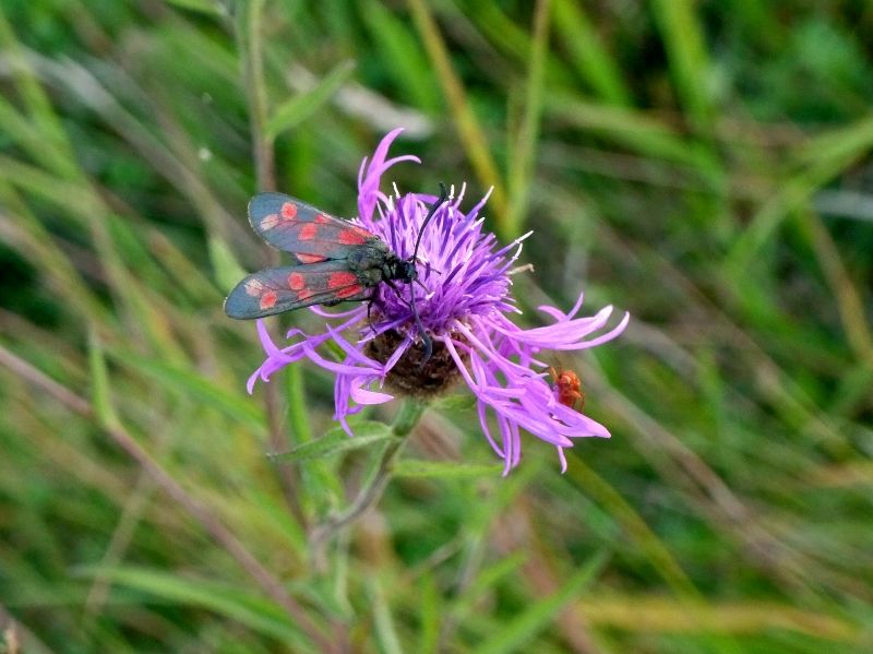 Six Spotted Burnet Moth