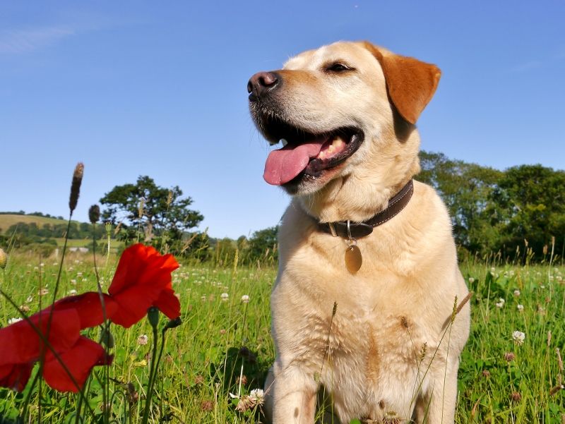 Snipe in the poppies