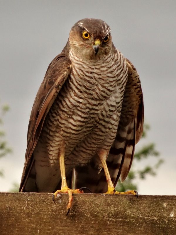 Sparrowhawk in my garden