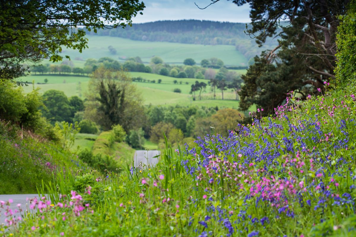 Spring flowers, nr Armathwaite