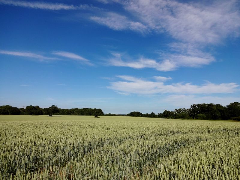 Summer field