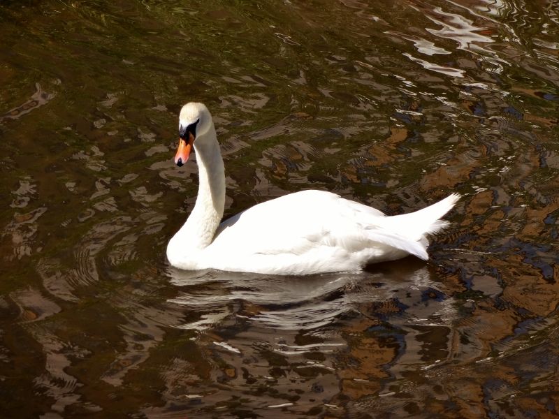 Swan on the canal