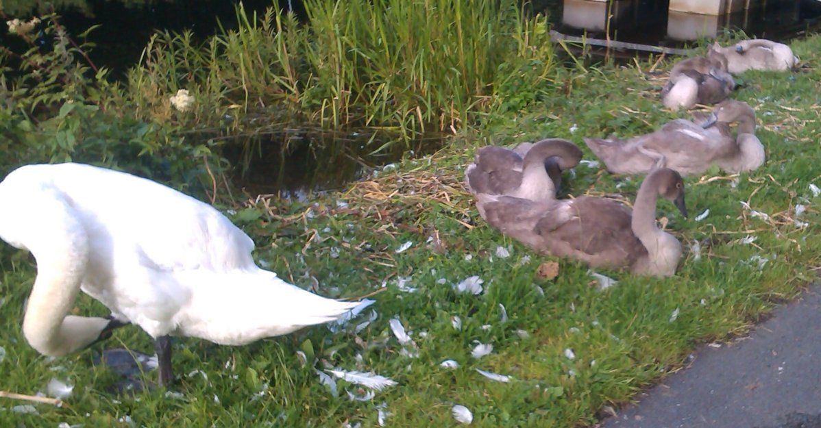 Swanlets at Clydebank.jpg