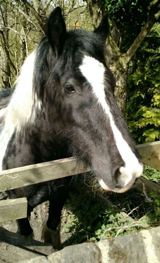 Taken on a walk in Harrogate, horse came over to say hello