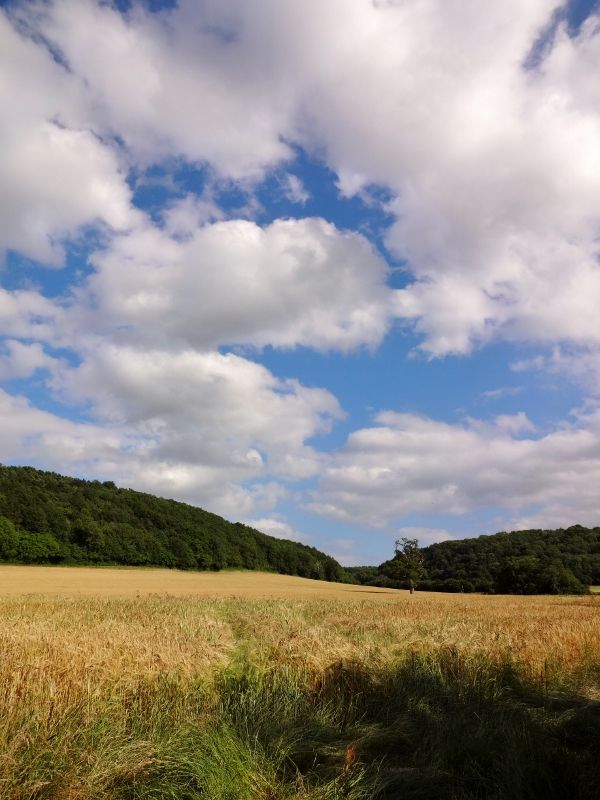 The Vale of Taunton Deane