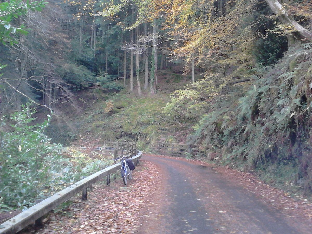 Vyrnwy autumn