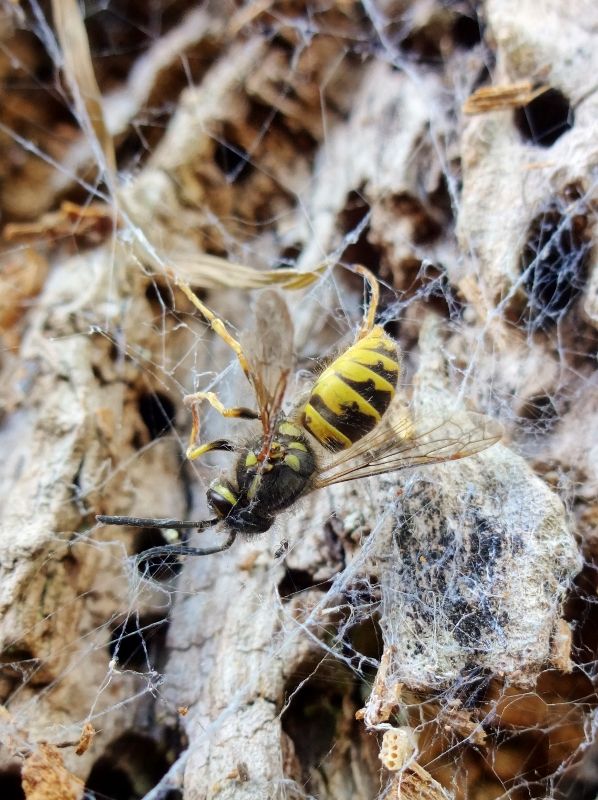 Wasp in a spider's web