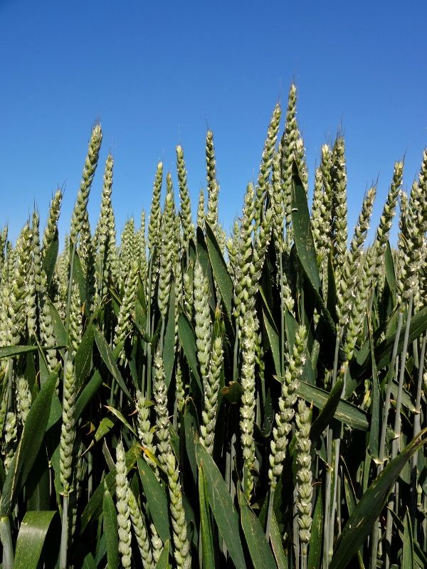 Wheat field